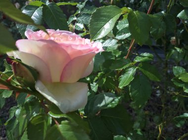 Pembe İngiliz gülü çiçek açtı.