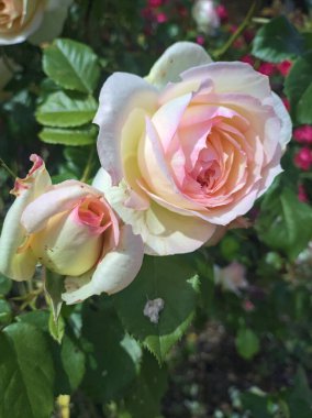 Pembe İngiliz gülü çiçek açtı.