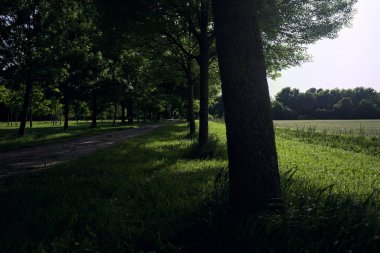 Gün batımında bir parkta temizlik.