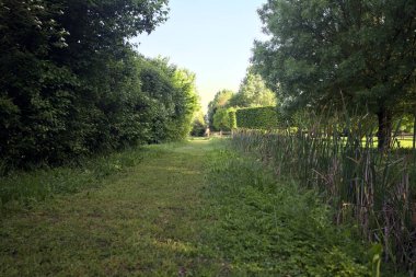 Parktaki ağaçlar arasında çim yolu