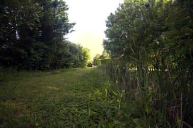 Parktaki ağaçlar arasında çim yolu