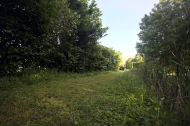 Parktaki ağaçlar arasında çim yolu