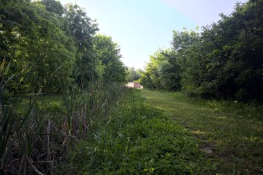 Parktaki ağaçlar arasında çim yolu