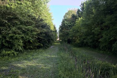 Parktaki ağaçlar arasında çim yolu