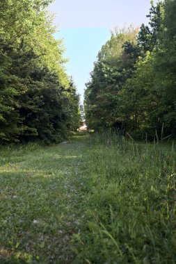 Parktaki ağaçlar arasında çim yolu