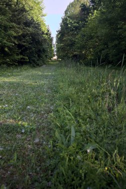 Parktaki ağaçlar arasında çim yolu