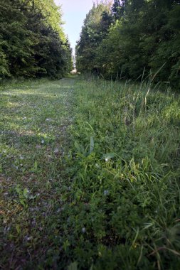 Parktaki ağaçlar arasında çim yolu