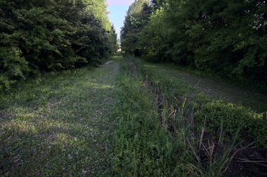 Parktaki ağaçlar arasında çim yolu