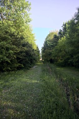 Parktaki ağaçlar arasında çim yolu