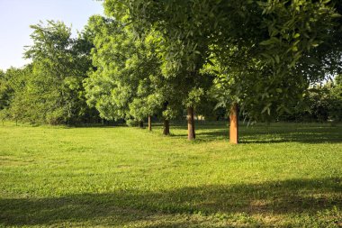 Ağaçların arasında, açıklığın yanında.
