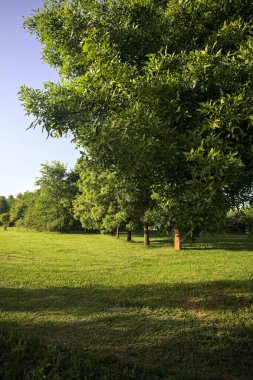 Ağaçların arasında, açıklığın yanında.