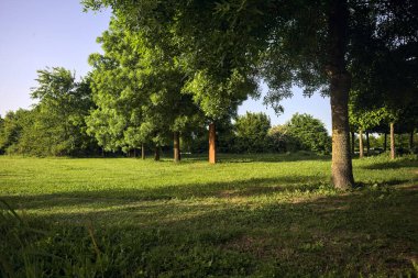 Ağaçların arasında, açıklığın yanında.