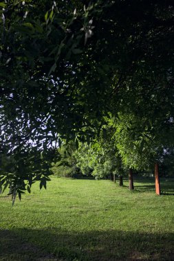 Ağaçların arasında, açıklığın yanında.