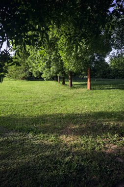 Ağaçların arasında, açıklığın yanında.