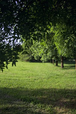 Ağaçların arasında, açıklığın yanında.