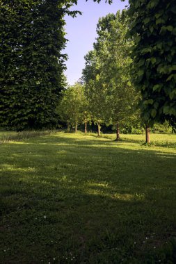 Ağaçların arasında, açıklığın yanında.