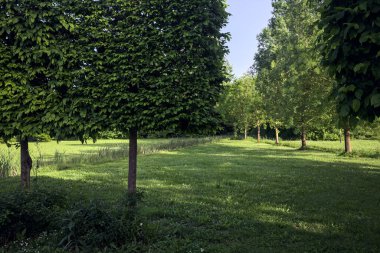 Ağaçların arasında, açıklığın yanında.