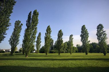 Kavak ağaçlarıyla çevrili meydan