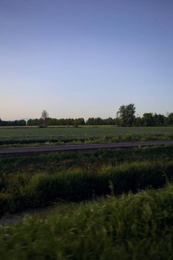 Gün batımında tarlalar ve ağaçlar