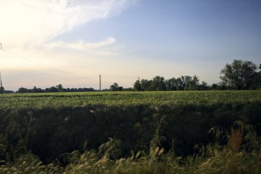 Gün batımında tarlalar ve ağaçlar