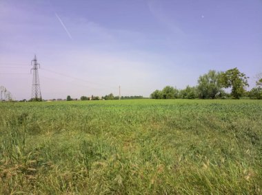 ağaçlar güneşli bir alanla