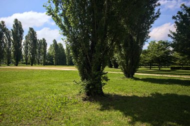 Parkta kavak ağaçlarıyla çevrili bir meydan.