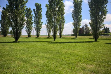 İtalya 'nın kırsal kesimlerinde güneşli bir günde açık bir alanda kavak ağaçları