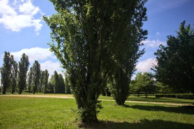 Parkta kavak ağaçlarıyla çevrili bir meydan.