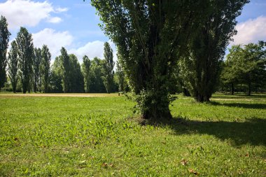 Parkta kavak ağaçlarıyla çevrili bir meydan.
