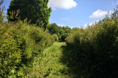 Parktaki bitkilerden yapılmış labirent