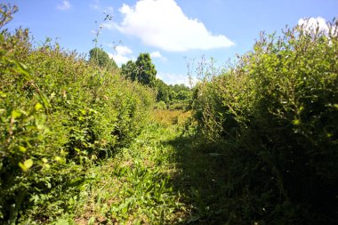 Parktaki bitkilerden yapılmış labirent