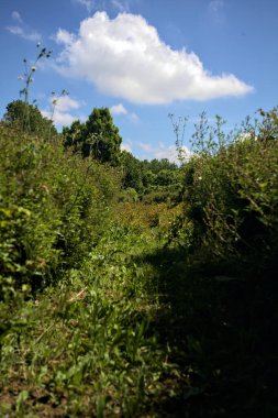 Parktaki bitkilerden yapılmış labirent