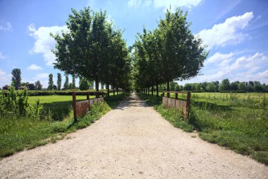 Ağaçlarla çevrili çakıl yolu
