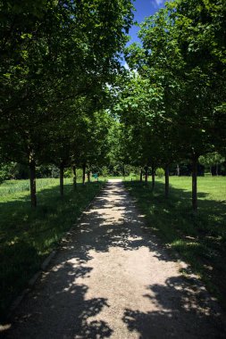 Ağaçlarla çevrili çakıl yolu