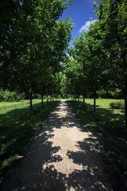 Ağaçlarla çevrili çakıl yolu