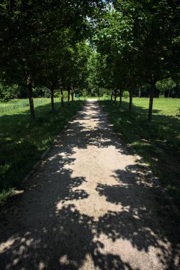 Ağaçlarla çevrili çakıl yolu