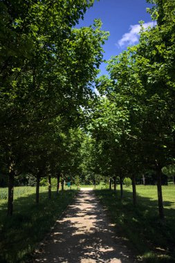 Ağaçlarla çevrili çakıl yolu