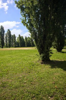 Parkta kavak ağaçlarıyla çevrili bir meydan.