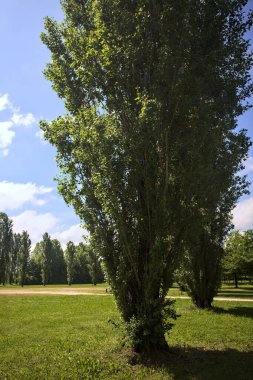 Parkta kavak ağaçlarıyla çevrili bir meydan.
