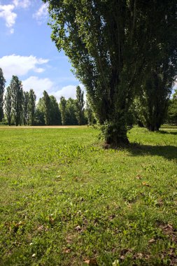 Parkta kavak ağaçlarıyla çevrili bir meydan.