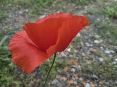 Poppy yakından görüldü