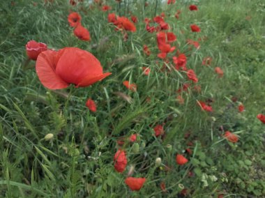 Çimlerde haşhaş grubu