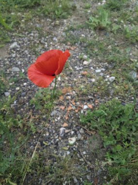 Poppy yakından görüldü