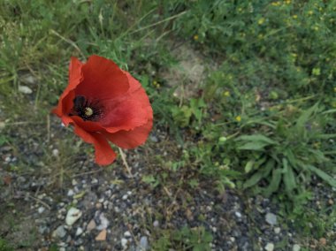 Poppy yakından görüldü