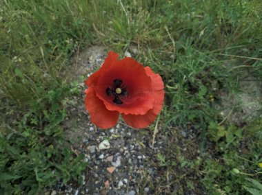 Poppy yakından görüldü