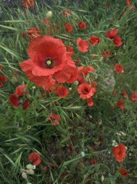 Çimlerde haşhaş grubu