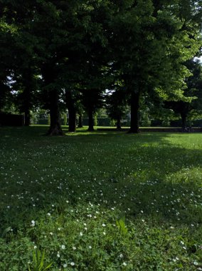 Parkta duvarın yanındaki ağaçlar.