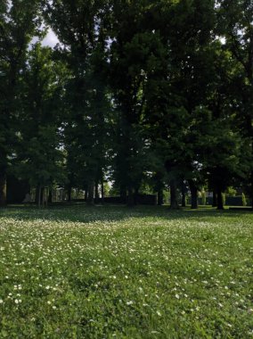 Parktaki ağaçların altındaki patika