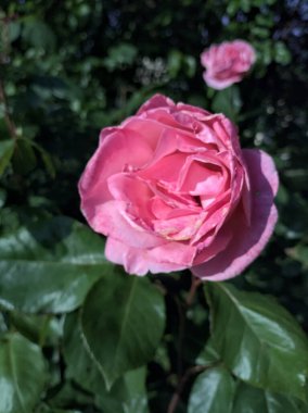 çalılıklarda pembe Gül