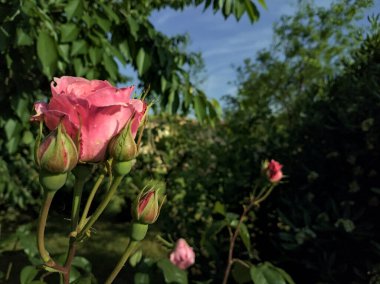 Parkta pembe çiçek açmış.
